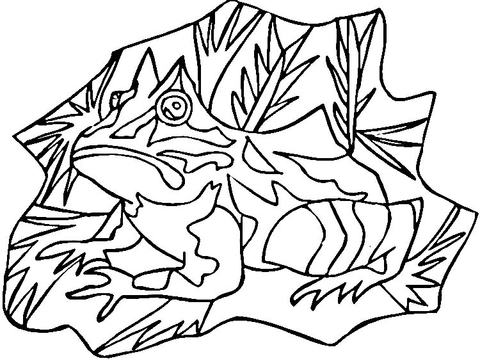 Poison Dart Frog  Coloring Page